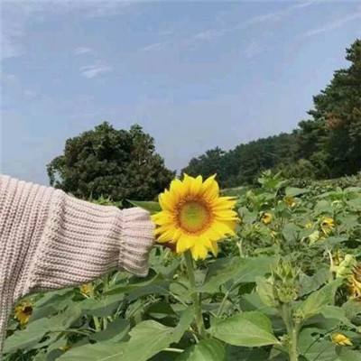 九游二战世界游戏下载
